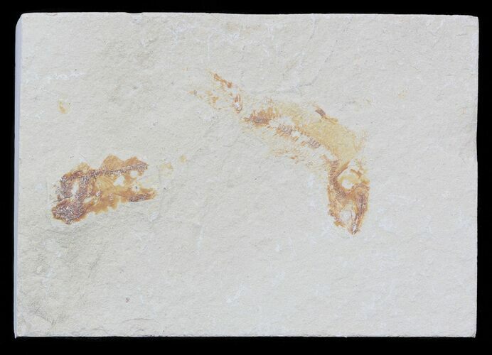 Bargain, Cretaceous Fossil Fish - Lebanon #53958